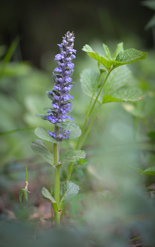 Ajuga reptans (creeping bugleweed) (alternate view 7)