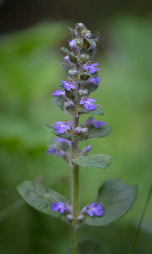 Ajuga reptans (creeping bugleweed) (alternate view 8)