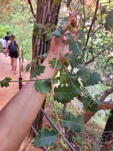 Quercus × undulata (Wavyleaf Oak) (alternate view 5)
