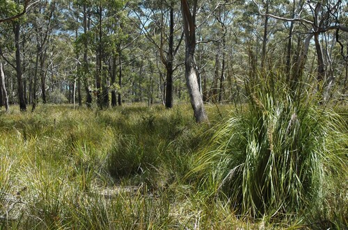 Lepidosperma (alternate view 4)