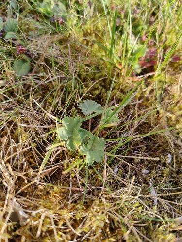 Alchemilla erythropoda