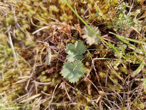 Alchemilla erythropoda (alternate view 2)