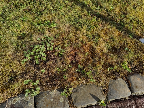 Alchemilla erythropoda (alternate view 4)