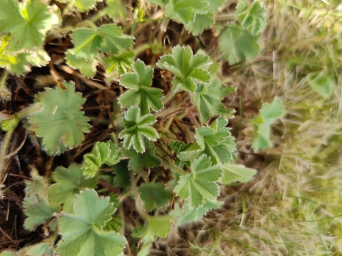 Alchemilla erythropoda (alternate view 5)