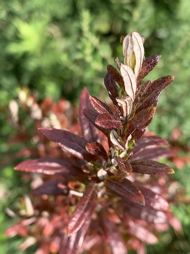 Artemisia vulgaris (common mugwort)