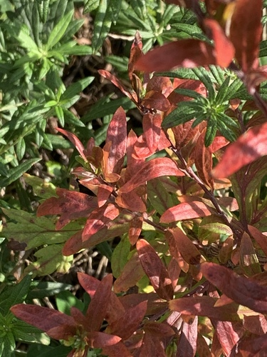 Artemisia vulgaris (common mugwort)