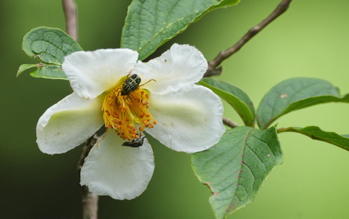 Stewartia pseudocamellia (Japanese stewartia)