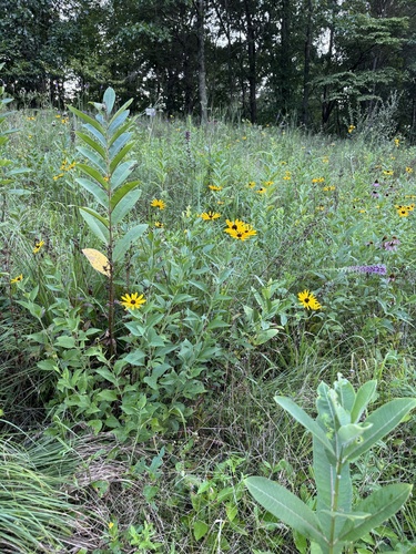 Rudbeckia subtomentosa (sweet black-eyed Susan) (alternate view 5)
