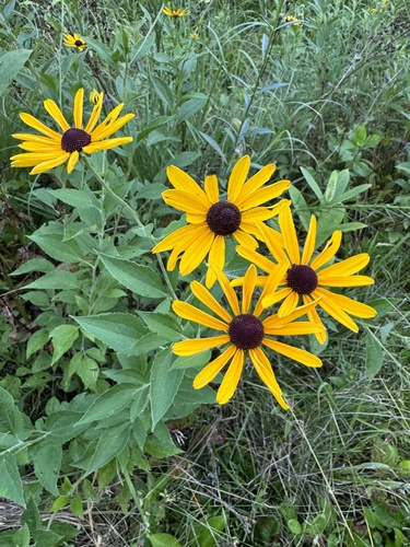 Rudbeckia subtomentosa (sweet black-eyed Susan) (alternate view 6)