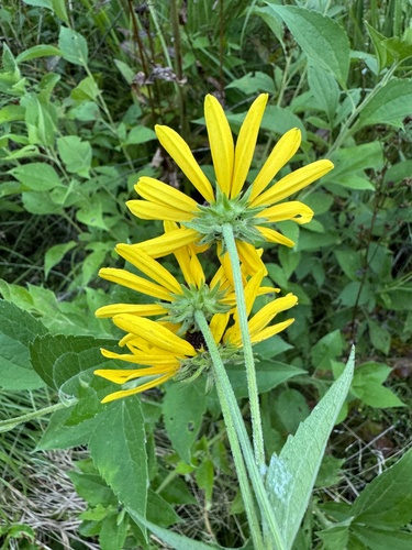 Rudbeckia subtomentosa (sweet black-eyed Susan) (alternate view 7)