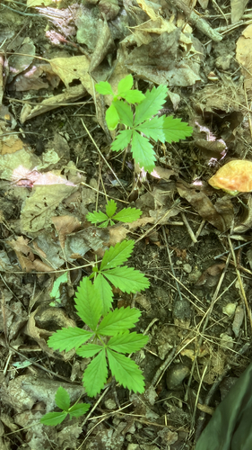 Potentilla simplex (common cinquefoil) (alternate view 9)