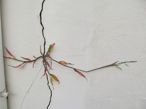 Ehrharta erecta (panic veldtgrass) (alternate view 6)