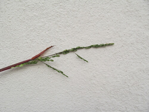 Ehrharta erecta (panic veldtgrass) (alternate view 7)