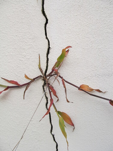 Ehrharta erecta (panic veldtgrass) (alternate view 9)