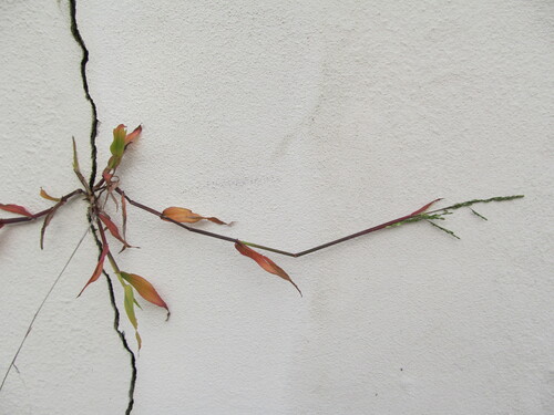 Ehrharta erecta (panic veldtgrass) (alternate view 10)