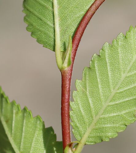 Ulmus pumila (Siberian elm)