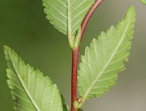 Ulmus pumila (Siberian elm)