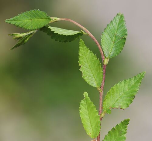 Ulmus pumila (Siberian elm)