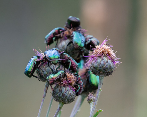 Centaurea scabiosa (Greater Knapweed)