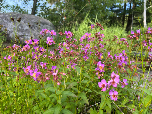 Rhexia virginica (Virginia meadowbeauty) (alternate view 5)