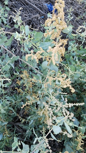 Atriplex lentiformis (big saltbush) (alternate view 4)