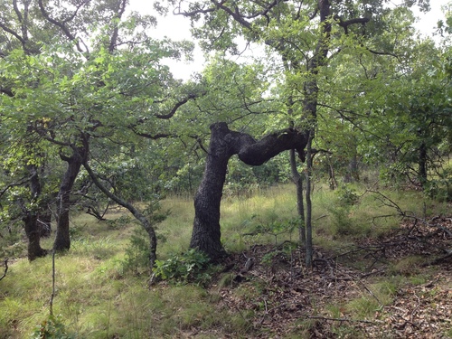 Quercus stellata (post oak)