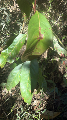 Rhodomyrtus psidioides (Native Guava)