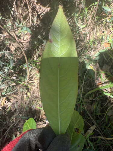 Rhodomyrtus psidioides (Native Guava) (alternate view 2)