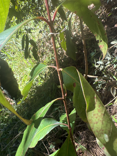 Rhodomyrtus psidioides (Native Guava) (alternate view 3)