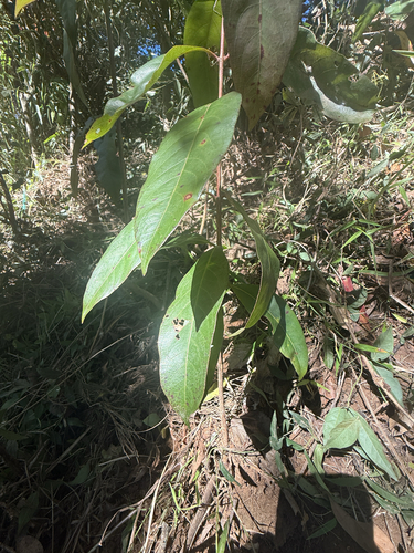 Rhodomyrtus psidioides (Native Guava) (alternate view 4)