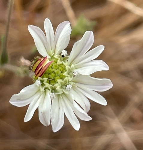 Hemizonia congesta (Hayfield Tarweed) (alternate view 6)