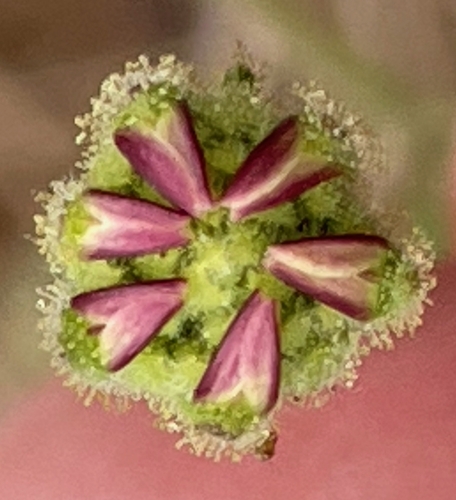 Hemizonia congesta (Hayfield Tarweed) (alternate view 5)