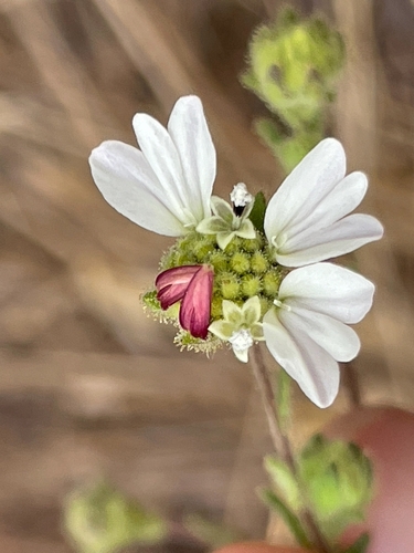 Hemizonia congesta (Hayfield Tarweed) (alternate view 7)