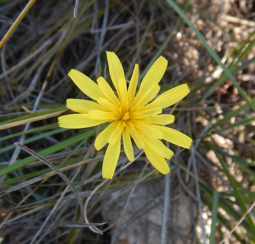 Microseris walteri (Murnong) (alternate view 2)