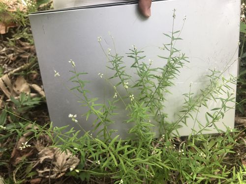 Senega paniculata (rootbeer plant)