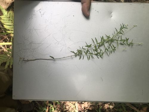 Senega paniculata (rootbeer plant) (alternate view 2)