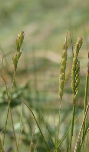 Elymus athericus (sea couch)