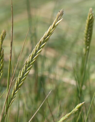Elymus athericus (sea couch)