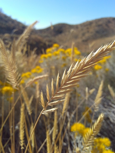 Agropyron cristatum (Crested Wheatgrass) (alternate view 3)