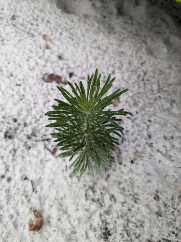 Balduina angustifolia (coastal plain honeycombhead)