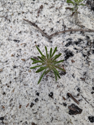 Balduina angustifolia (coastal plain honeycombhead) (alternate view 2)