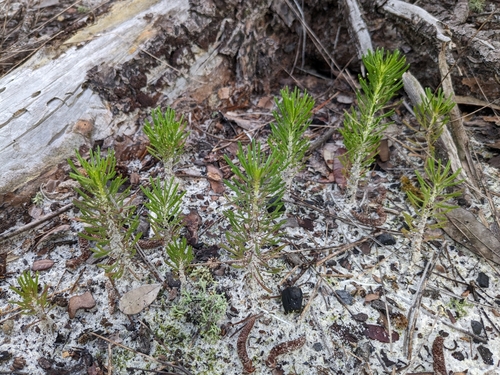 Balduina angustifolia (coastal plain honeycombhead) (alternate view 3)