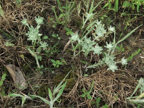 Diaperia prolifera (flathead rabbit tobacco) (alternate view 9)