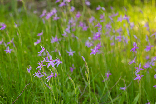 Caladenia latifolia (Pink Fairies)