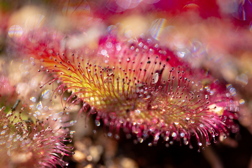 Drosera collina (alternate view 2)