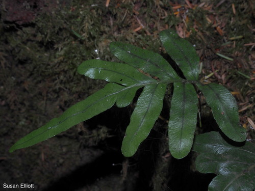 Polypodium scouleri (Scouler's Polypody) (alternate view 4)