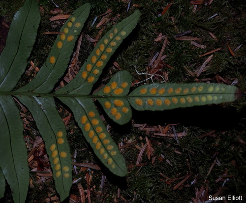 Polypodium scouleri (Scouler's Polypody) (alternate view 5)