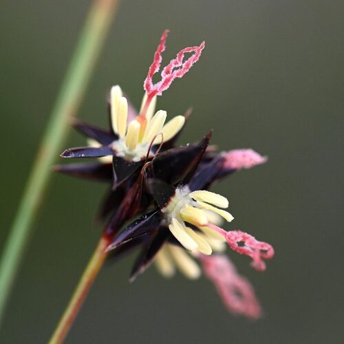 Juncus (Rushes) (alternate view 8)