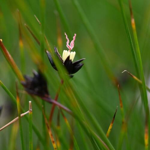 Juncus (Rushes) (alternate view 9)