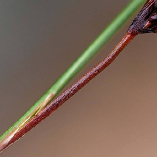 Juncus (Rushes) (alternate view 10)